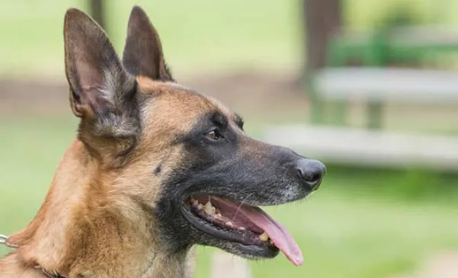 Berger Belge Malinois, Marne, Les jardins de la défense