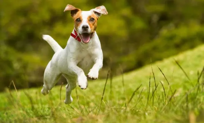 Éleveur de Jack Russell, Marne, Les jardins de la défense