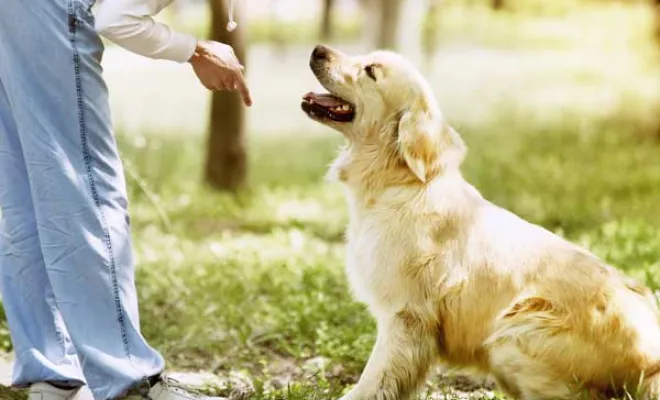 Pension canine et féline, Marne, Les jardins de la défense