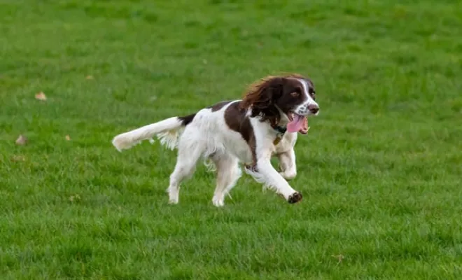 Éleveur de Springer Spaniel, Marne, Les jardins de la défense